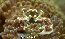 This tiny anemone porcelain crab uses its umbrella like f... by Jim Catlin 